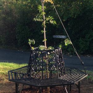 Rowan tree and bench2